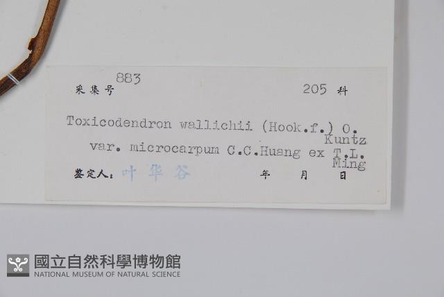 小果絨毛漆藏品圖，第2張