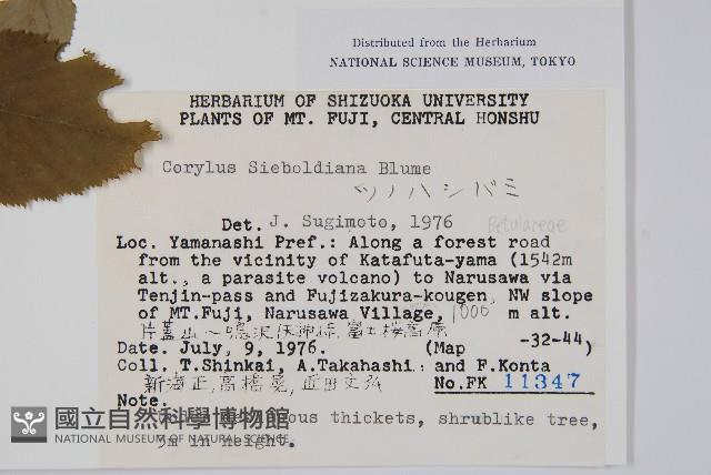 日本榛藏品圖，第2張