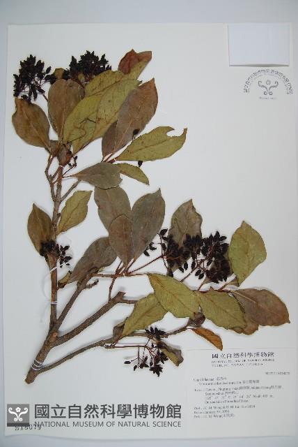 珊瑚樹藏品圖，第1張