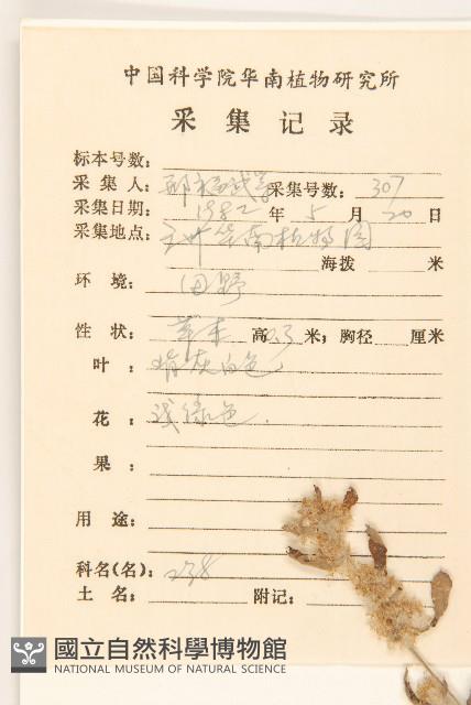 鼠麴草藏品圖，第2張