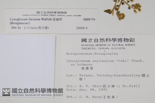 琉璃草藏品圖，第5張