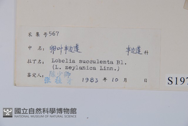 卵葉半邊蓮藏品圖，第2張
