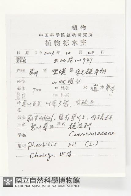 裂葉牽牛藏品圖，第2張