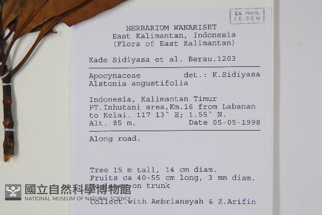 齒葉東北南星藏品圖，第2張