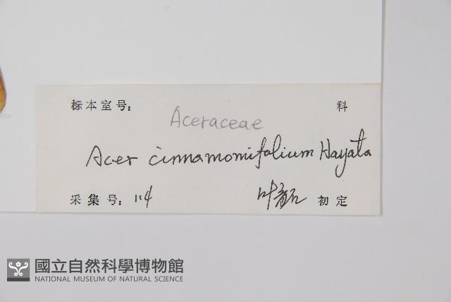 樟葉槭藏品圖，第2張