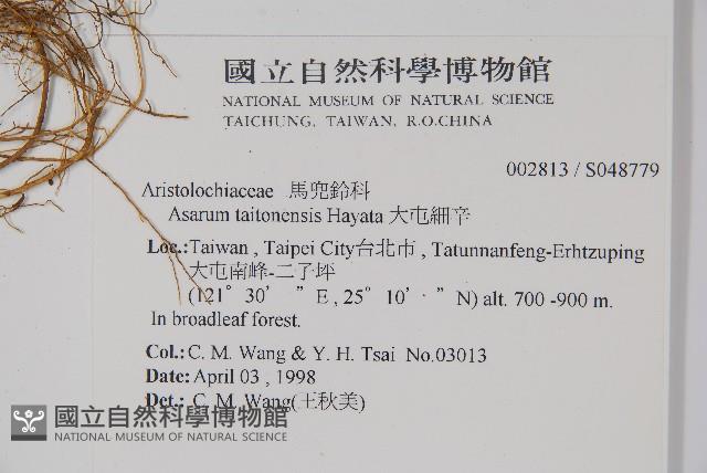 大屯細辛藏品圖，第2張