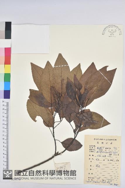 白臼藏品圖，第1張