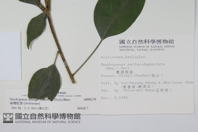 臺灣樹參藏品圖，第2張