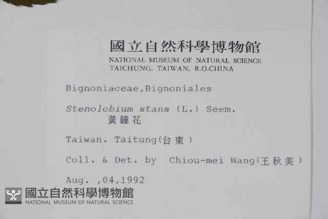 黃鐘花藏品圖，第2張