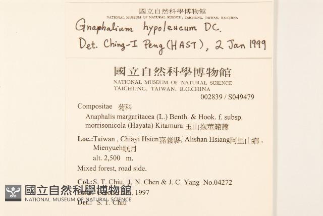 秋鼠麴草藏品圖，第2張