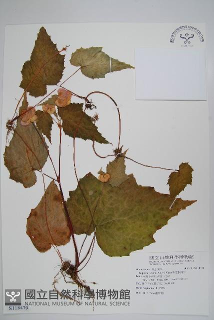 岩生秋海棠藏品圖，第1張