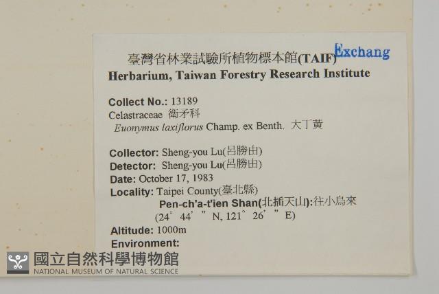 大丁黃藏品圖，第2張