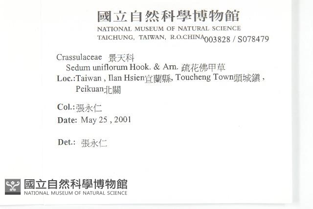 疏花佛甲草藏品圖，第2張