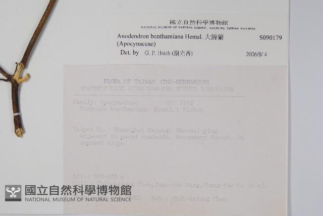 大錦蘭藏品圖，第2張