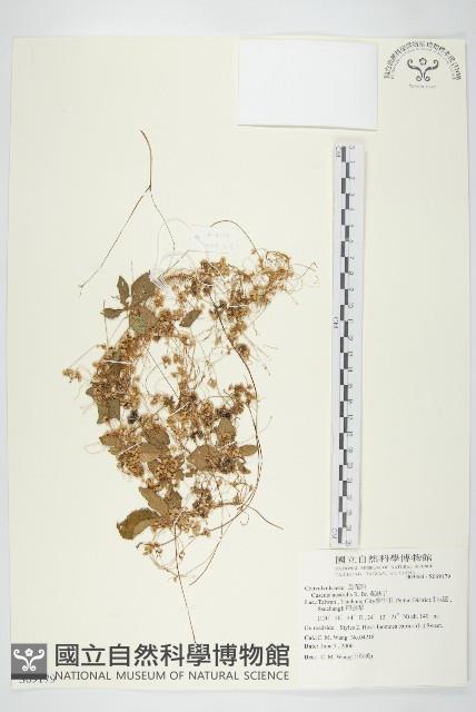 菟絲子藏品圖，第1張