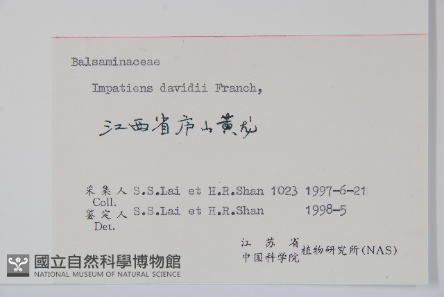 牯嶺鳳仙花藏品圖，第2張