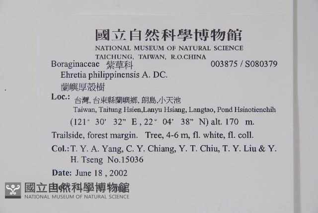 蘭嶼厚殼樹藏品圖，第5張