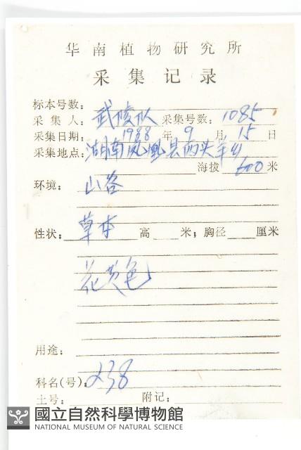 歐亞旋覆花藏品圖，第2張