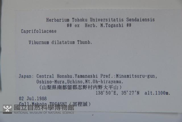 莢迷藏品圖，第2張