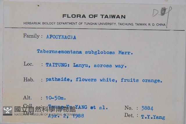 蘭嶼馬蹄花藏品圖，第2張