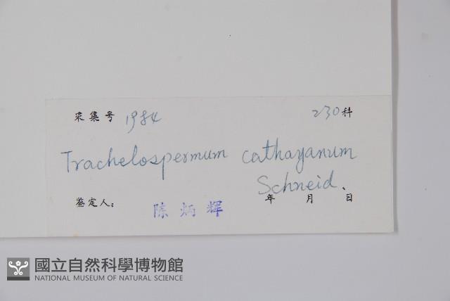 乳兒繩藏品圖，第2張