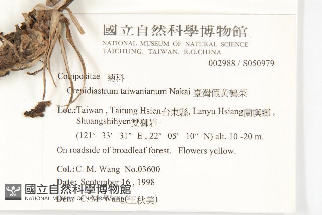 臺灣假黃鵪菜藏品圖，第2張