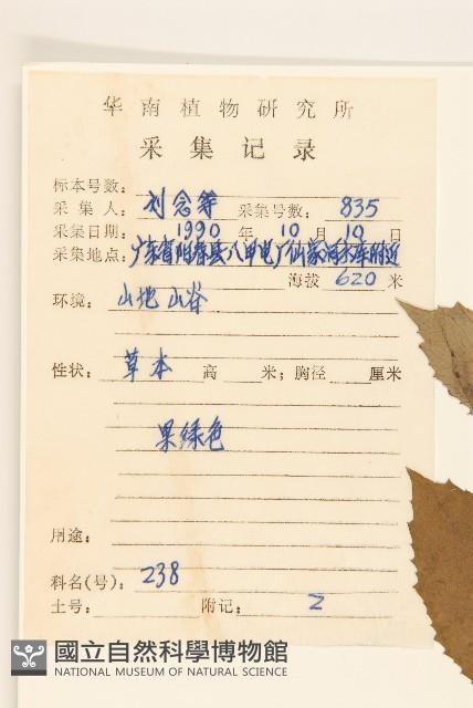 野茼蒿藏品圖，第2張