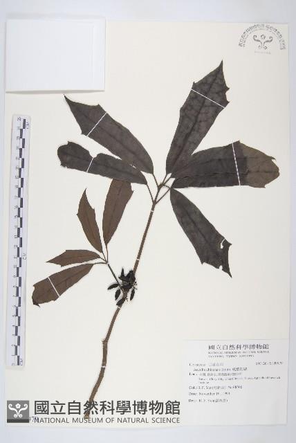 桃葉珊瑚藏品圖，第1張