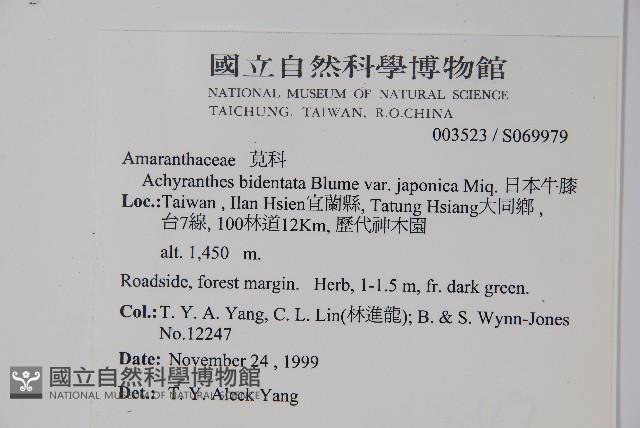 日本牛膝藏品圖，第2張