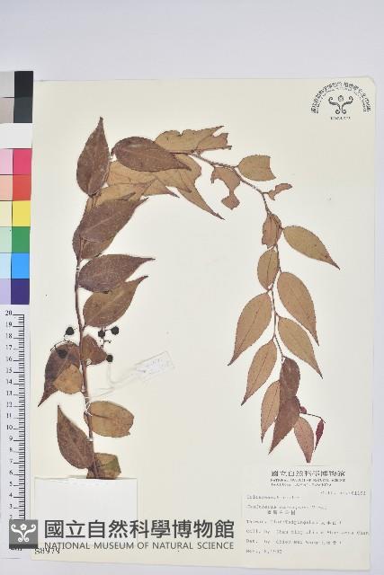 白珠樹藏品圖，第1張