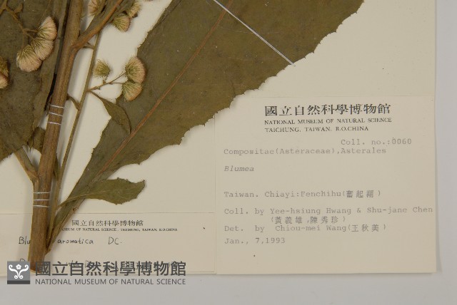 薄葉艾納香藏品圖，第2張
