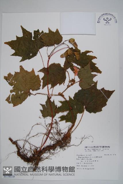 裂葉秋海棠藏品圖，第1張