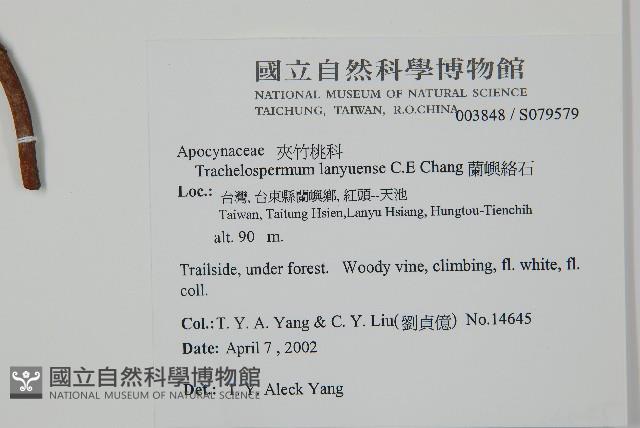 蘭嶼絡石藏品圖，第5張