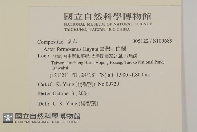 臺灣山白蘭藏品圖，第2張