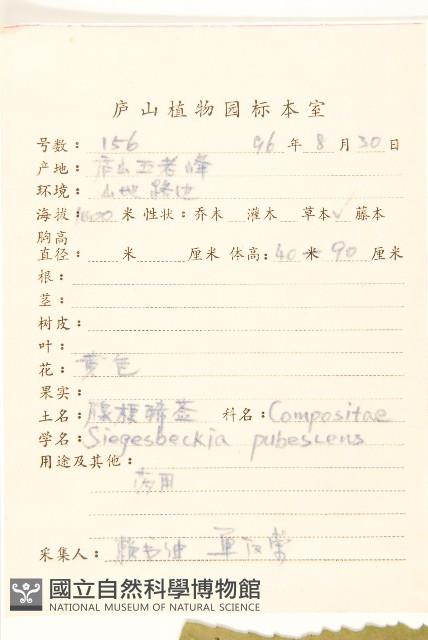 腺梗豨薟藏品圖，第2張