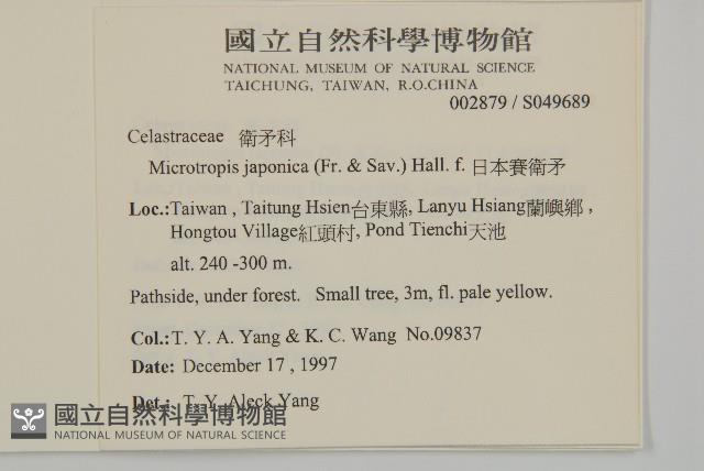 日本賽衛矛、日本假衛矛藏品圖，第2張