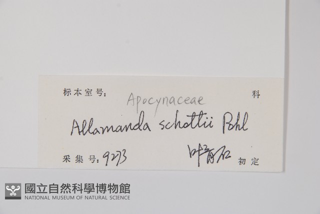 黃蟬藏品圖，第2張