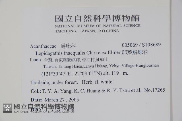 卵葉鱗球花藏品圖，第2張