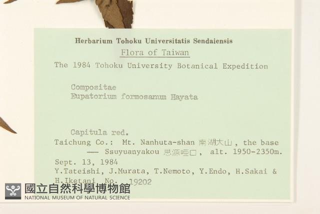 臺灣澤蘭藏品圖，第2張