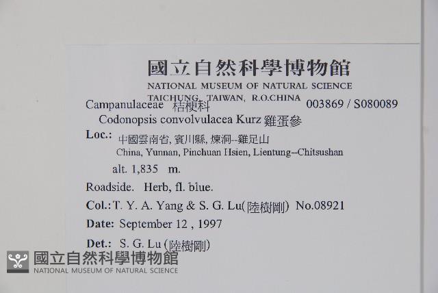 雞蛋參藏品圖，第2張