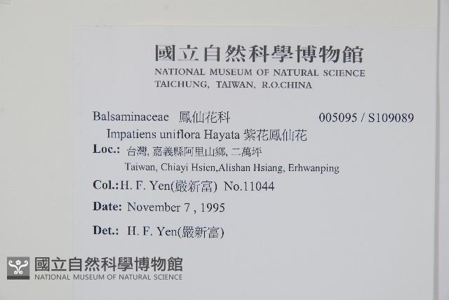 紫花鳳仙花藏品圖，第2張