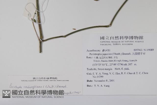 長花九頭獅子草、山藍藏品圖，第2張