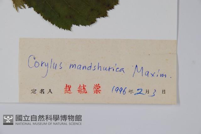 毛榛藏品圖，第2張