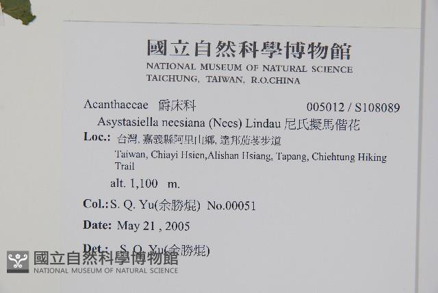 尼氏擬馬偕花藏品圖，第5張