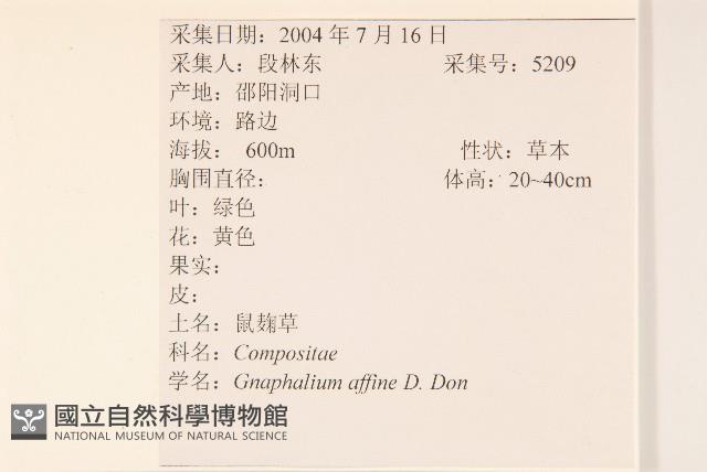 鼠麴草藏品圖，第2張