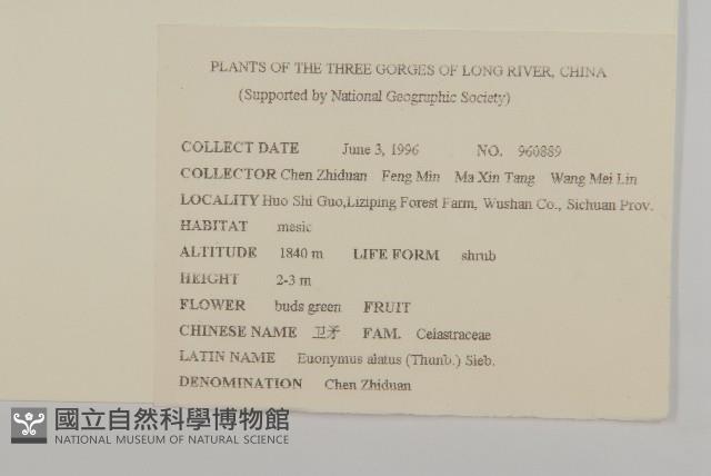 衛矛藏品圖，第2張