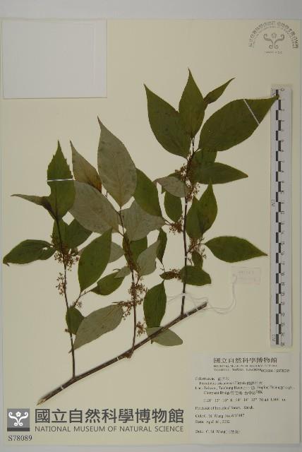 佩羅特木藏品圖，第1張