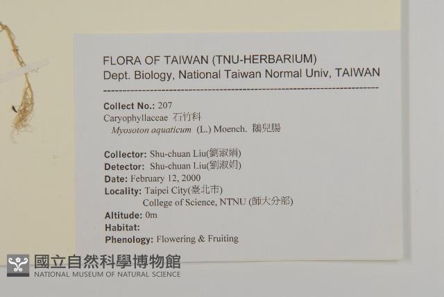 牛繁縷藏品圖，第2張