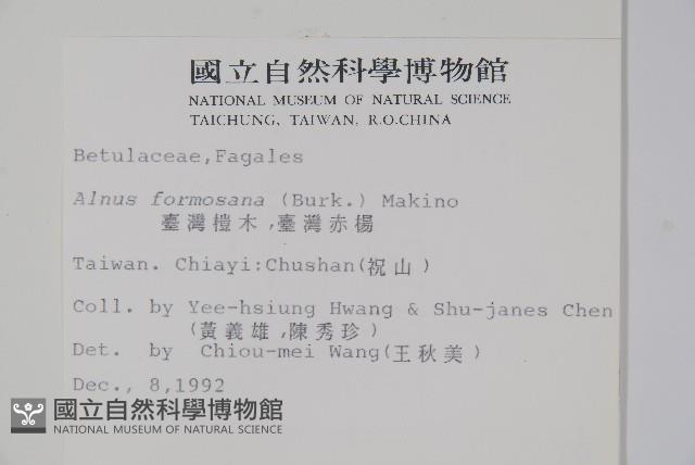 臺灣赤楊、臺灣榿木藏品圖，第2張