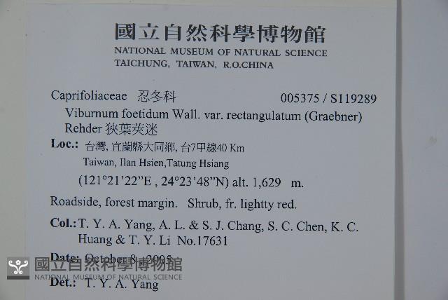 狹葉莢迷藏品圖，第2張